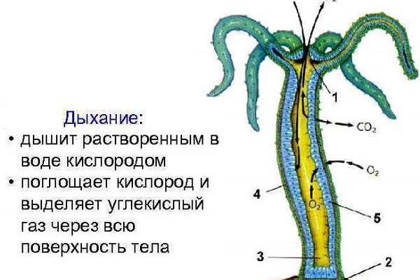 Kraken найдется все