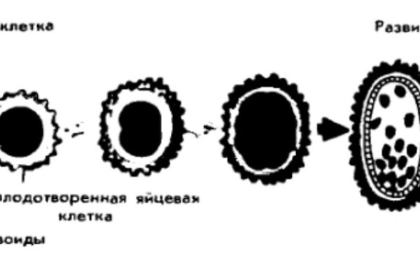 Ссылки онион